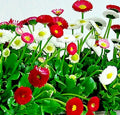 Bellis Perennis Flower Seeds - 200 Mixed English Daisy Seeds for Gardens, Borders & Containers | Vibrant Blooms