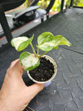 Manjula Pothos Plant 2.5" Pot Variegated Epipremnum aureum Indoor Houseplant