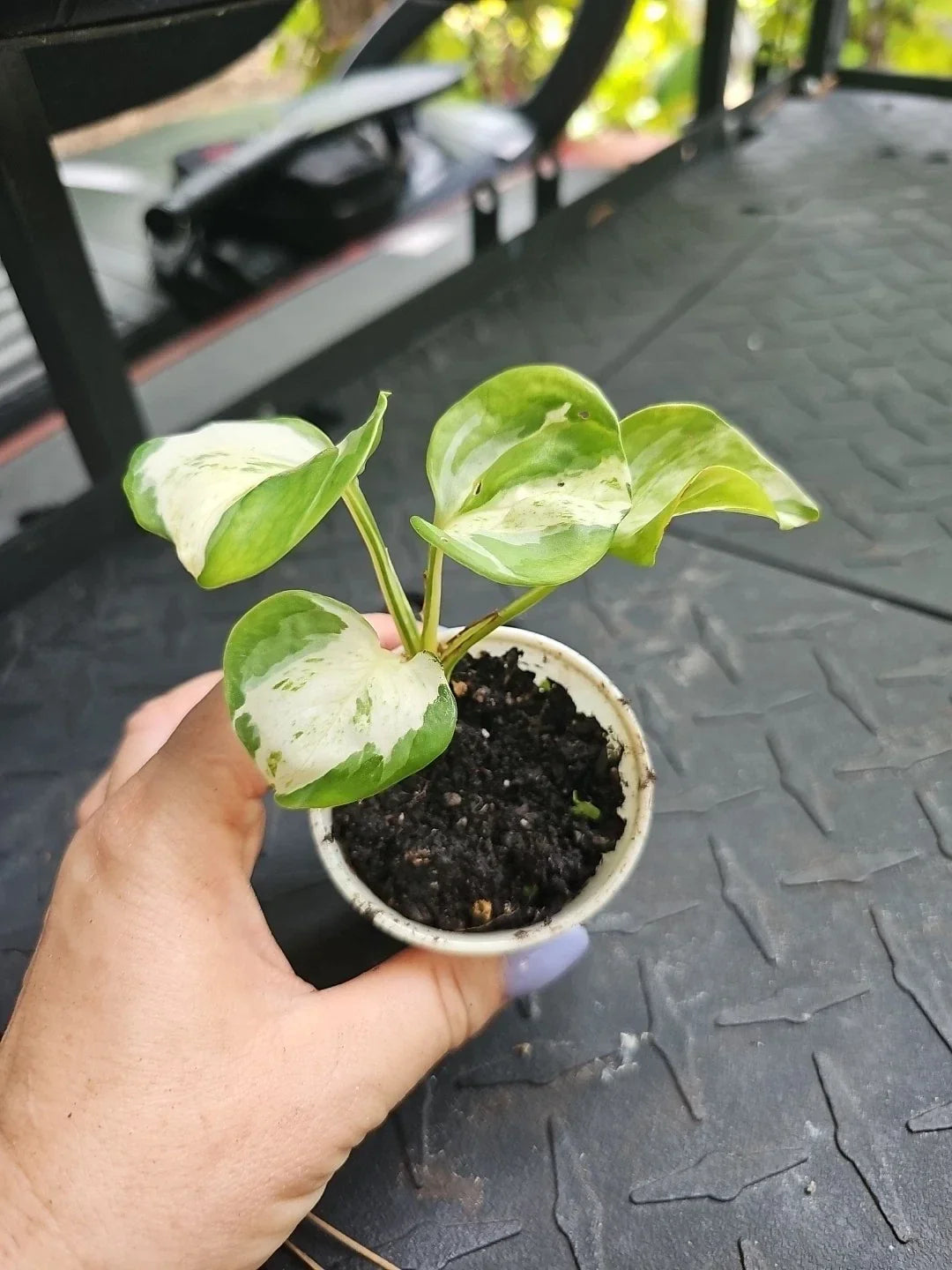 Manjula Pothos Plant 2.5" Pot Variegated Epipremnum aureum Indoor Houseplant
