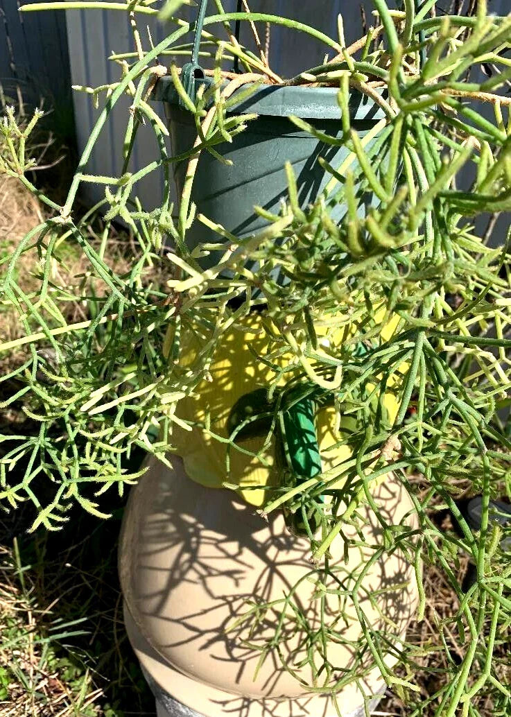 Fresh Rhipsalis Prismatica Cuttings – 5 Pack, Rare Orchid Cactus, Succulent Plant, Easy to Propagate, Indoor Jungle, Epiphytic Cactus