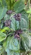 Black Bat Flower Plant - Small Rooted Starter - Tacca chantrieri