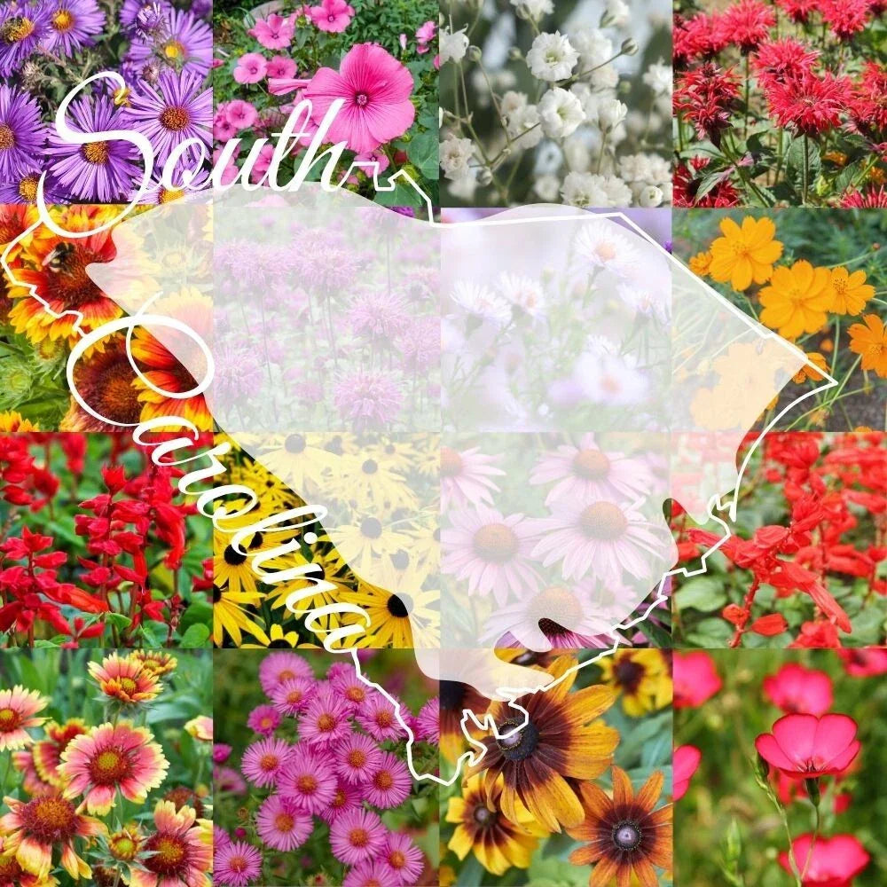 Wildflower Seed Mix 1/4lb Bulk South Carolina Native Flowers for Garden Covering 2000 sq ft