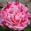 Rose Scentimental Floribunda Plant - 2-Year-Old Bareroot Bush with Fragrant Bi-Color Blooms Rosa 'Scentimental'