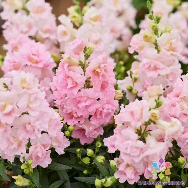 Twinny Appleblossom Snapdragon Seeds - 1000+ Count, Bi-colored Pink & Cream, Antirrhinum majus, Garden Annuals, Easy to Grow