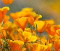 California Poppy Flower Seeds - 5,000 Count, Bright Orange Blooms, Easy to Grow, Drought Tolerant, Eschscholtzia californica