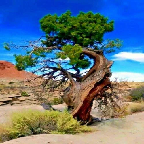 Bristlecone Pine Seeds 20 Pack - Pinus aristata - Oldest Living Tree Seeds for Planting and Erosion Control