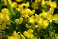 Bird's Foot Trefoil Seeds - 100 Fresh Lotus corniculatus Ground Cover, Wildflower, Erosion Control, Pollinator Attractant