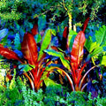 Red Abyssinian Banana Seeds - Musa Ensete ventricosum - Rare Tropical Plant Seeds for Gardening and Indoor Growth