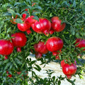 Pomegranate Tree Seeds - Non-GMO Punica granatum Edible Fruit Shrub Seeds for Garden or Container Planting