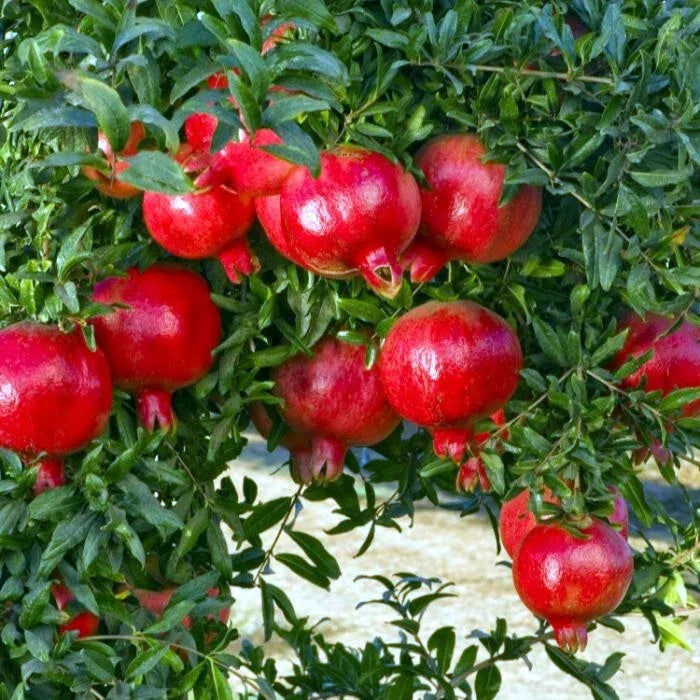 Pomegranate Tree Seeds - Non-GMO Punica granatum Edible Fruit Shrub Seeds for Garden or Container Planting