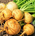 Golden Ball Turnip Seeds - Yellow Rutabaga Vegetable Seed Brassica napus for Home Garden & Farming