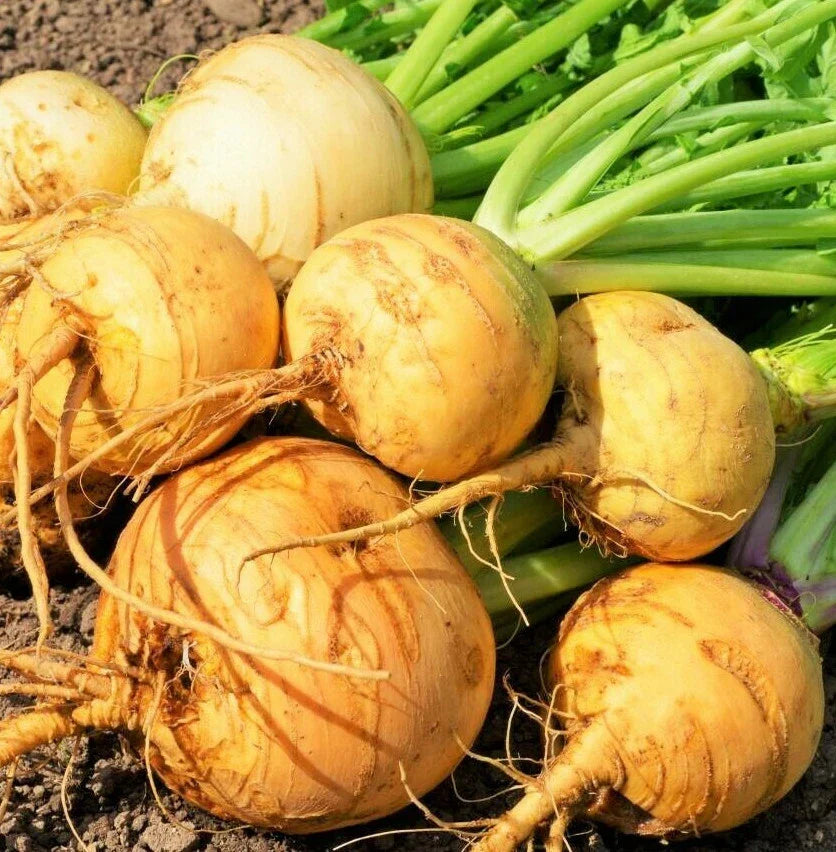 Golden Ball Turnip Seeds - Yellow Rutabaga Vegetable Seed Brassica napus for Home Garden & Farming
