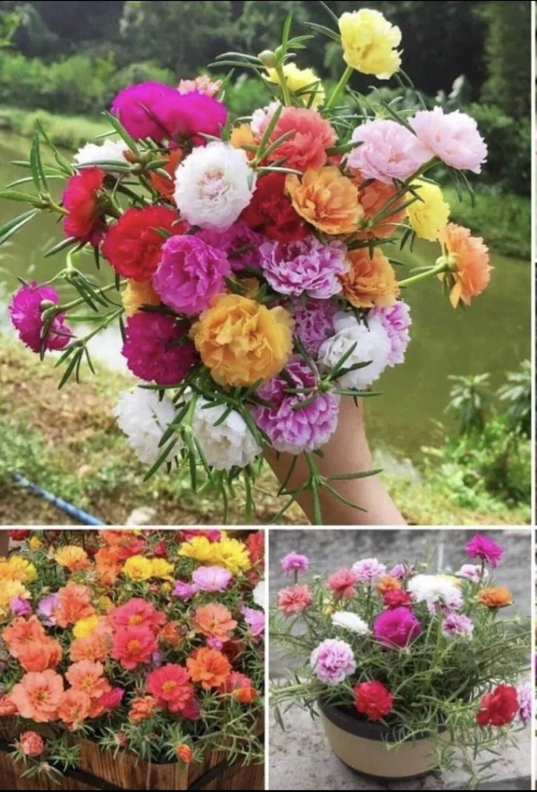 Moss Rose Seeds Double Mix Color Portulaca grandiflora Garden Flower Seeds, 1000+ Seeds