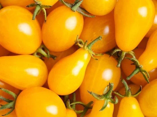Yellow Plum Tomato Seeds - 15 Count Packet, Solanum lycopersicum, Compact, Flavorful for Salads & Preserves