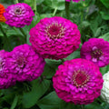Lilliput Purple Zinnia Seeds - 100+ Pack, Garden Planting, Zinnia elegans, Vibrant Summer Blooms, Butterfly Attractant, Easy Grow