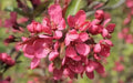 Prairie Fire Crabapple Seeds - 25+ Malus ioensis Garden Planting, Pink-White Flowers, Red Fruit, USA