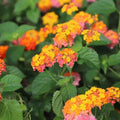 Orange Lantana Live Rooted Plant - Lantana camara with Bright Orange Blooms