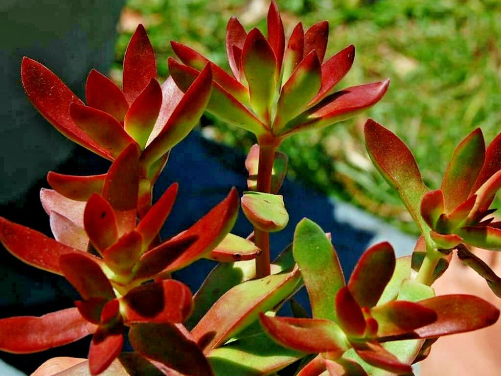 Crassula Platiphylla Burgundy Succulent Cuttings 2" Unrooted 3 Pack, Indoor Outdoor Plant Propagation, Unique Leaf Shape