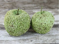 Bule Blister Gourd Seeds – Fresh Cucurbita Pepo Variety for Home Gardening & Culinary Use, Non-GMO, Pack of Seeds