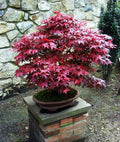 Bloodgood Maple Tree Live Plant - 4+ Inch Acer palmatum 'Bloodgood' Japanese Red/Green Foliage