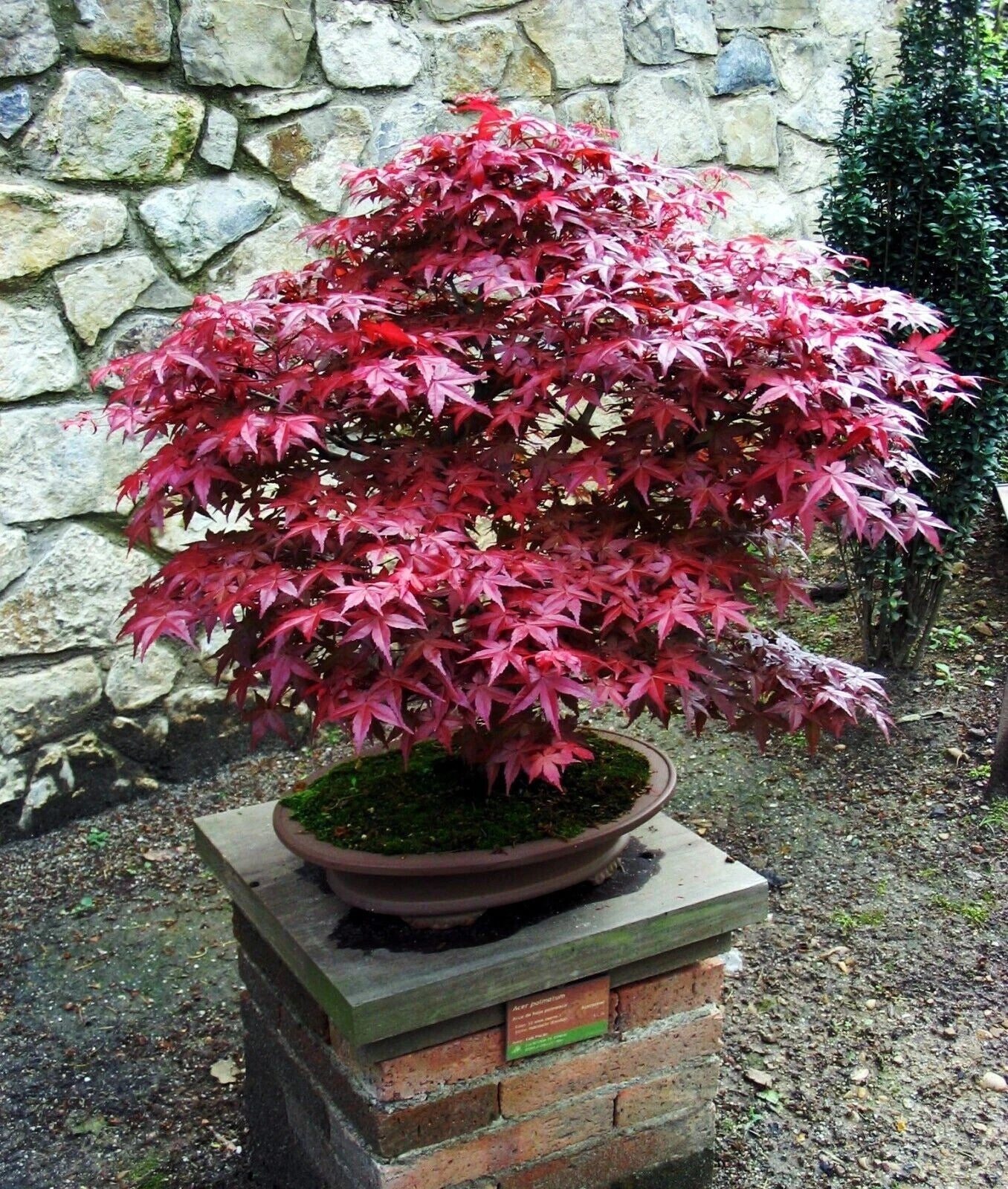 Bloodgood Maple Tree Live Plant - 4+ Inch Acer palmatum 'Bloodgood' Japanese Red/Green Foliage