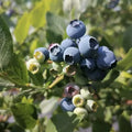 Blueberry Seeds for Planting, 100+ Vaccinium corymbosum, High Yield, Garden, Pot, Berry Bush Seeds