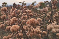 Brown Cotton Seeds - 25 Gossypium spp. for Garden, Eco-Friendly, Non-GMO, Full Sun, Well-Draining Soil