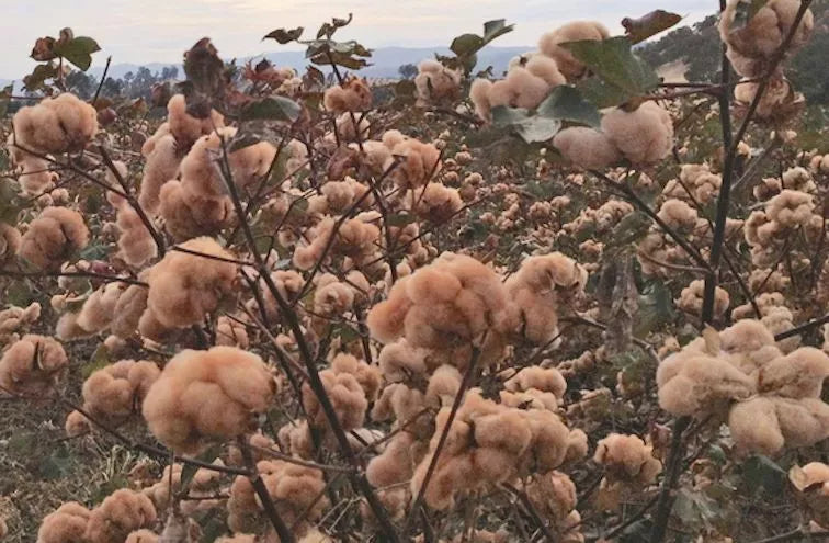 Brown Cotton Seeds - 25 Gossypium spp. for Garden, Eco-Friendly, Non-GMO, Full Sun, Well-Draining Soil