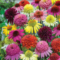 Double Mix Coneflower Seeds | Echinacea purpurea Perennial Flowers for Garden, Borders & Containers, Vibrant Colors, USA Seller