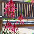Red Yucca Seeds - 20+ Hesperaloe parviflora for Hummingbird & Butterfly Garden, Drought-Tolerant, Perennial, Full Sun