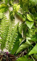 Live Rooted House Plant Cuttings - 20 Pack, Four Varieties, Indoor Easy Care Plants