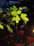 Ficus Magnolia Fig Tree Plant – Cold Hardy, Edible, Non-GMO Ficus macrophylla, Healthy Starter Plant