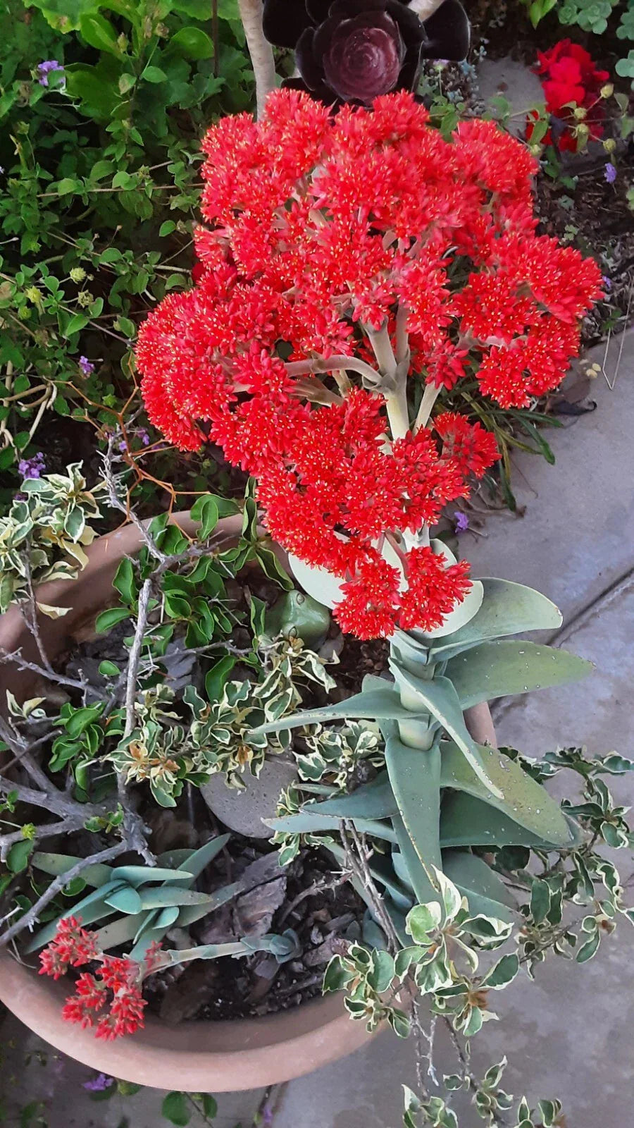Crassula Falcata Propeller Plant Succulent 6-10 Inch Healthy Rooted Live Plant for Indoor & Outdoor Gardening