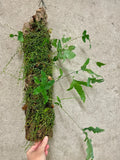 Jungle Log Garden with Peperomia and Rabbits Foot Fern – Live Indoor Plant Display on Natural Log | Low-Maintenance Greenery
