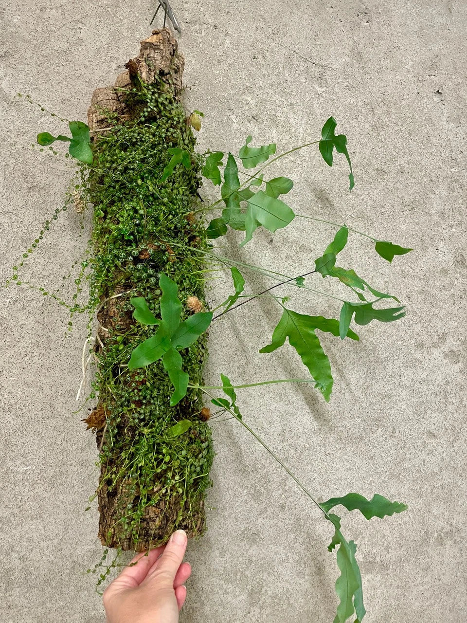 Jungle Log Garden with Peperomia and Rabbits Foot Fern – Live Indoor Plant Display on Natural Log | Low-Maintenance Greenery
