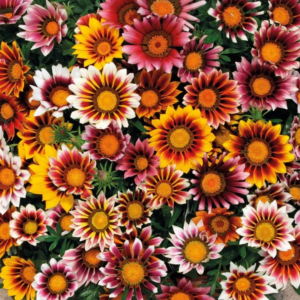 Gazania Rigens Flower Seeds - Mix of Yellow, Orange, Red - 25 Fresh Seeds for Colorful Garden Blooms