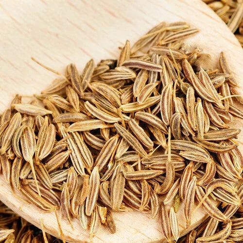 Cumin Herb Seeds, Organic Non-GMO, Heirloom Cuminum cyminum, Culinary Spice, Easy to Grow, Garden or Container Planting