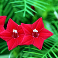 Star Glory Seeds - 20 Cardinal Creeper Vine Seeds for Attracting Butterflies & Hummingbirds - Ipomoea quamoclit