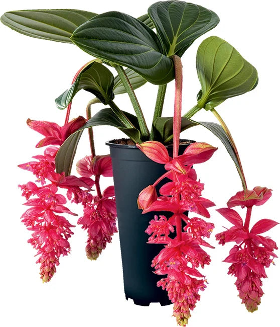 Royal Intenz Medinilla Plant Starter - Rare Medinilla Magnifica Indoor Houseplant