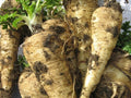 Parsni Seeds - 200+ All American Pastinaca sativa - Non-GMO, USA Grown, Vegetable Garden, Bountiful Harvest