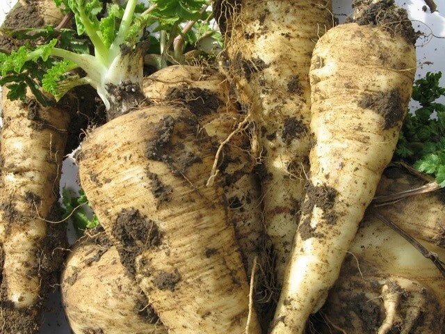 Parsni Seeds - 200+ All American Pastinaca sativa - Non-GMO, USA Grown, Vegetable Garden, Bountiful Harvest