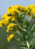 Stiff Goldenrod Seeds - Heirloom Oligoneuron rigidum - Native Wildflower for Pollinator Gardens & Naturalizing