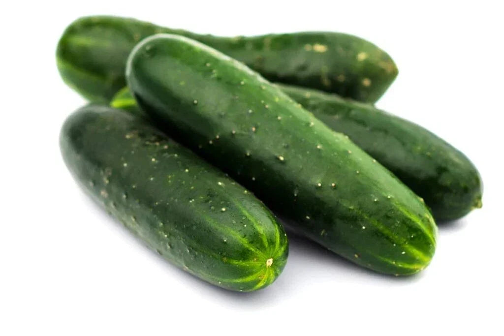 Carolina Cucumber Seeds – Organic Heirloom Non-GMO – Cucumis sativus – Pack of 50+ for Home Garden, Salad, and Pickling
