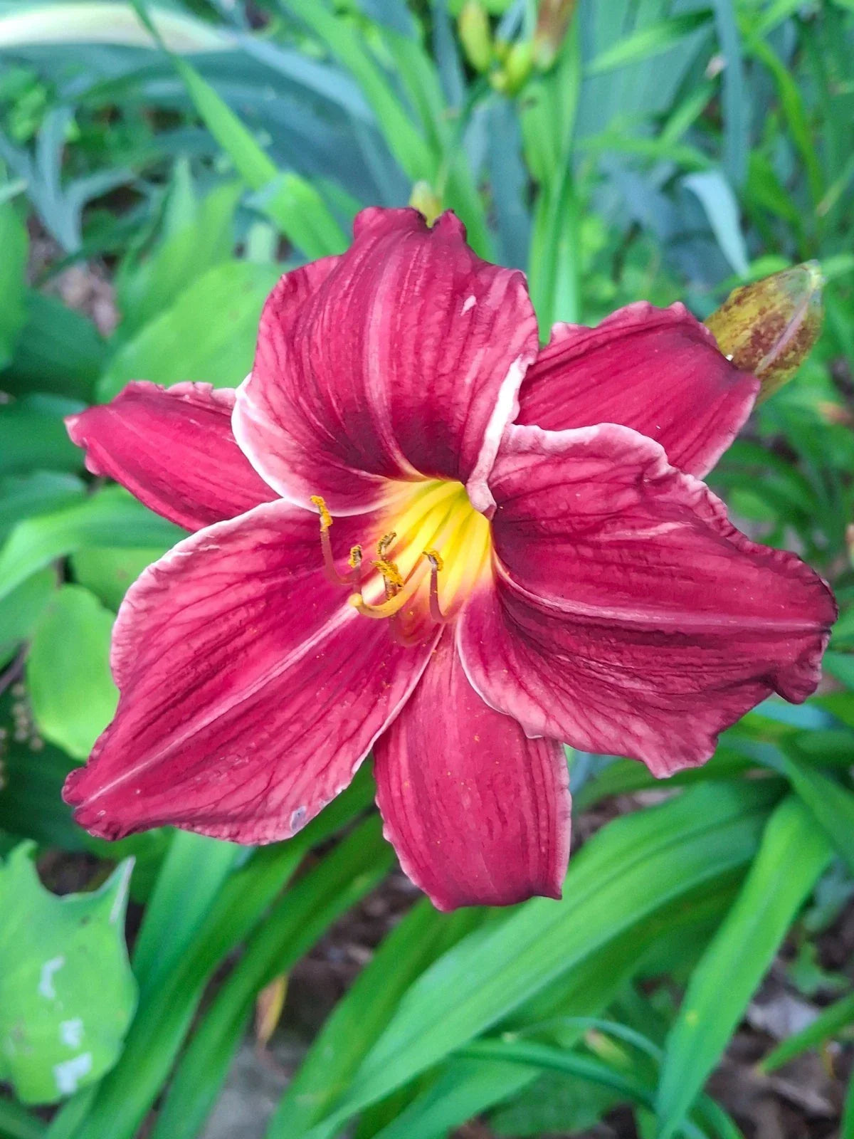 Hemerocallis Red Frills Daylily Bareroot Plant – Red Frilled Flowers, Perennial Garden Flower