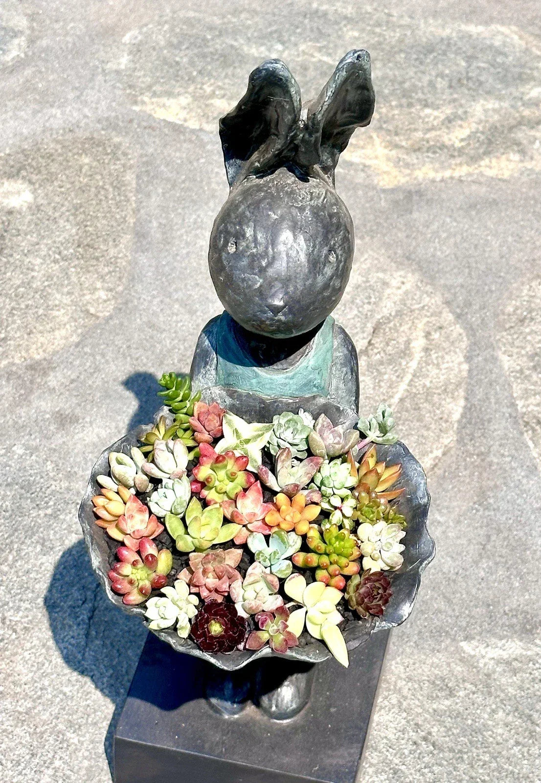 Assorted Mini Succulent Cuttings Set - 10 + 2 Free for Terrariums & Fairy Gardens - Various Varieties