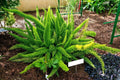 Asparagus Fern Seeds - 6 Pack - Asparagus densiflorus Meyeri Indoor Plant, Easy to Grow, Lush Foliage, Air Purifying