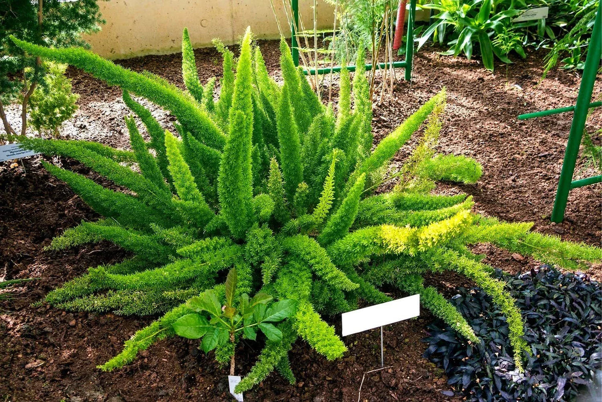 Asparagus Fern Seeds - 6 Pack - Asparagus densiflorus Meyeri Indoor Plant, Easy to Grow, Lush Foliage, Air Purifying