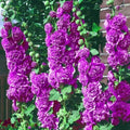 Double Violet Hollyhock Seeds - Perennial Flower Seeds for Borders & Gardens - Alcea rosea