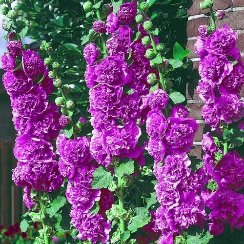 Double Violet Hollyhock Seeds - Perennial Flower Seeds for Borders & Gardens - Alcea rosea