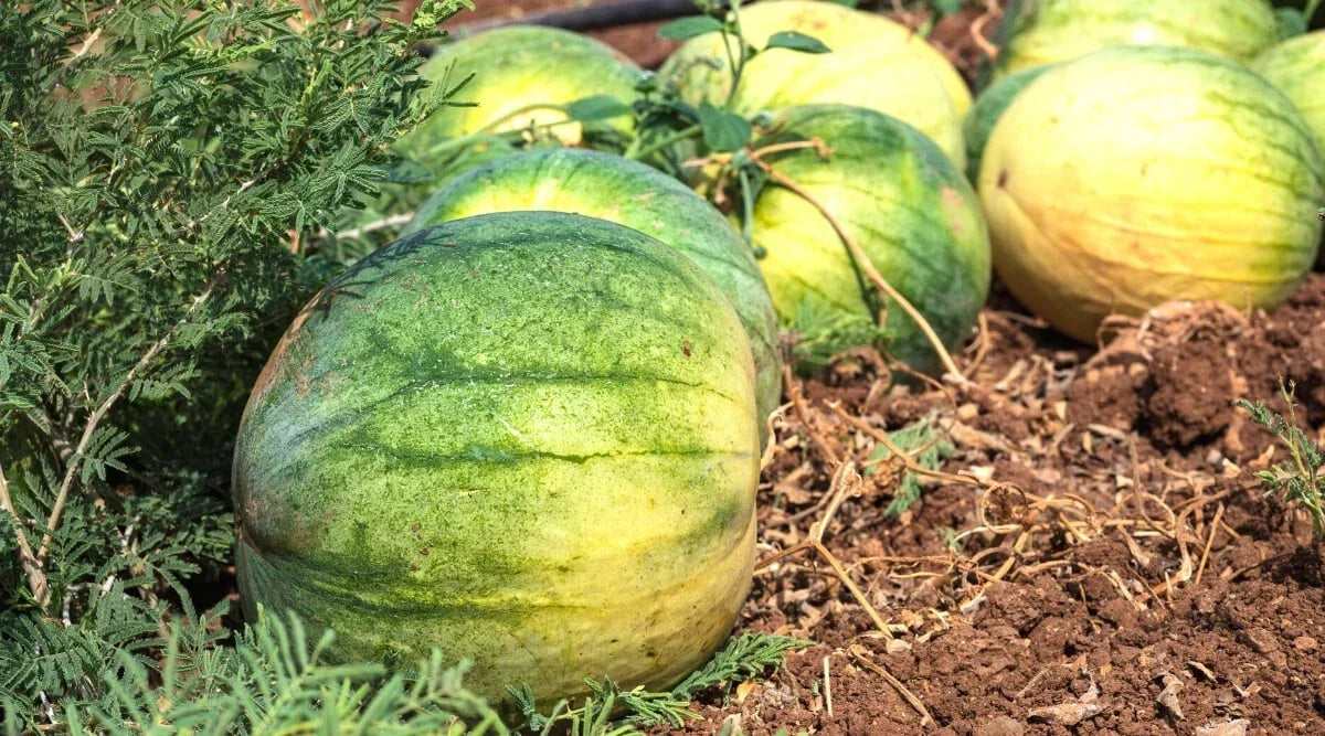 Big Tasty Seedless Watermelon Seeds – Citrullus lanatus, 50 Pack, Non-GMO, USA Grown, for Home Garden Planting